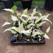 Syngonium podophyllum 'Starlite' (Microplanted)