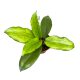Hoya erythrina (Inplanted)