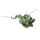Hoya 'Mathilde Splash'