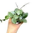 Hoya 'Mathilde Splash' (mini)