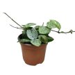 Hoya 'Mathilde Splash' (mini)