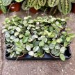 Hoya 'Mathilde Splash' (mini)