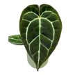 Anthurium crystallinum