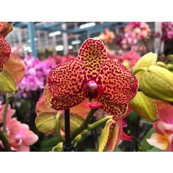 Phalaenopsis 'Yellow Leopard' (Lepkeorchidea)