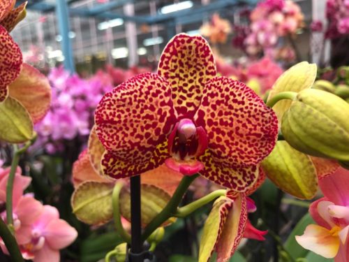 Phalaenopsis 'Yellow Leopard' (Lepkeorchidea)