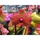 Phalaenopsis 'Yellow Leopard' (Lepkeorchidea)