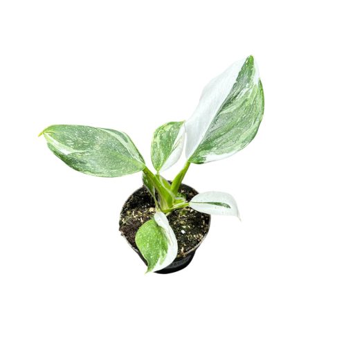 Philodendron 'White Princess' (mini)