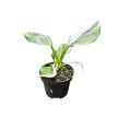 Philodendron 'White Princess' (mini)