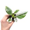 Philodendron 'White Princess' (mini)