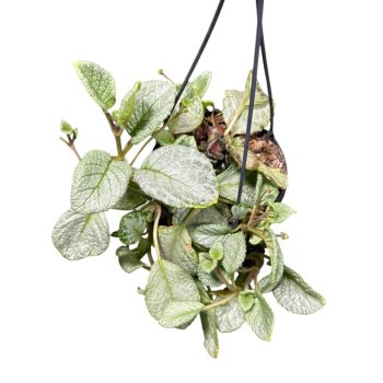 Episcia 'Silver Sheen' (Grower's Select)