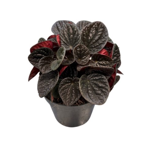 Peperomia caperata 'Chocolate'