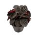 Peperomia caperata 'Chocolate'