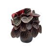 Peperomia caperata 'Chocolate'
