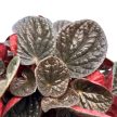 Peperomia caperata 'Chocolate'