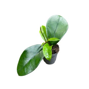 Hoya fungii 'Vanilla Corona' (Inplanted)