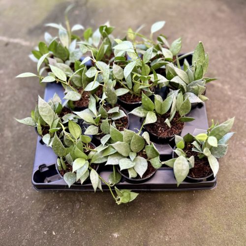Hoya lacunosa 'Mint' (12 db)
