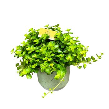 Peperomia rotundifolia