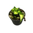 Hoya compacta 'Mauna Loa' (Inplanted)