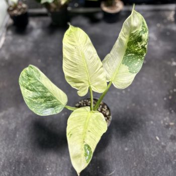   Philodendron 'Jose Buono' 2. (Grower's Select)