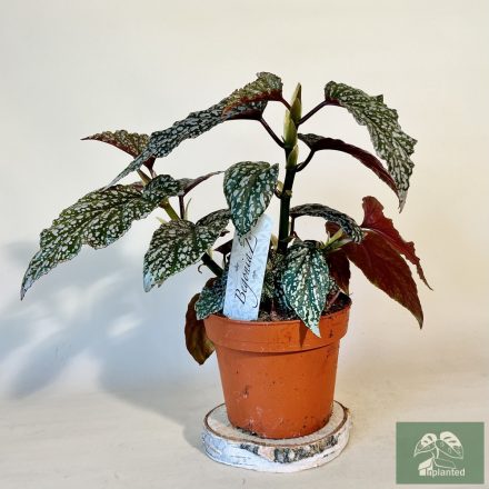 Begonia pseudolubbersii 'Silver Spot'