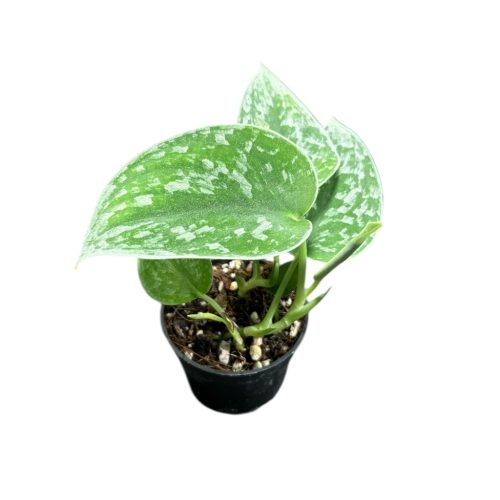 Scindapsus pictus 'Silvery Ann' (Inplanted)