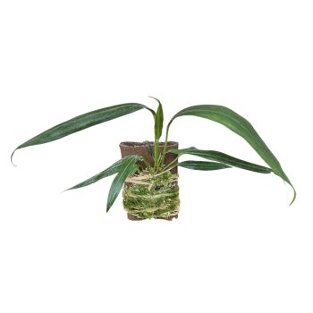 Anthurium bakeri (Inplanted)