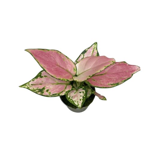 Aglaonema 'Ruby Love' (mini)