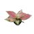 Aglaonema 'Ruby Love' (mini)