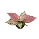 Aglaonema 'Ruby Love' (mini)