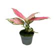Aglaonema 'Ruby Love' mini