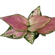 Aglaonema 'Ruby Love' (mini)