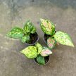 Aglaonema 'Ruby Love' mini