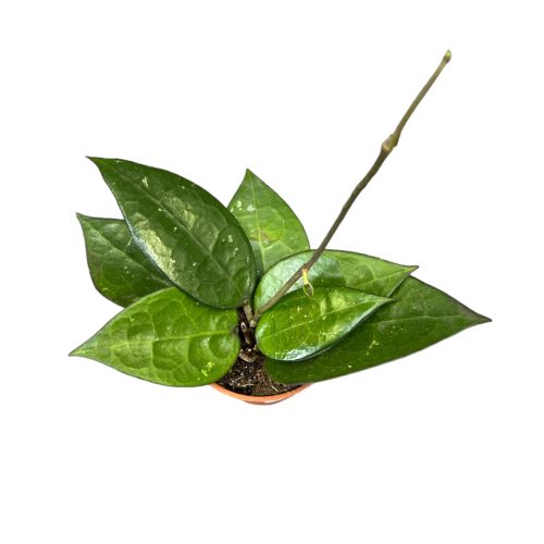 Hoya verticillata MA16