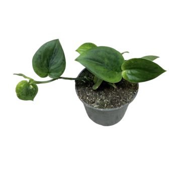 Scindapsus sp. ‘Wallet Sakti’