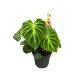 Philodendron verrucosum