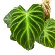 Philodendron verrucosum