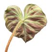 Philodendron verrucosum