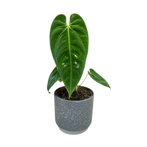 Anthurium queremalense