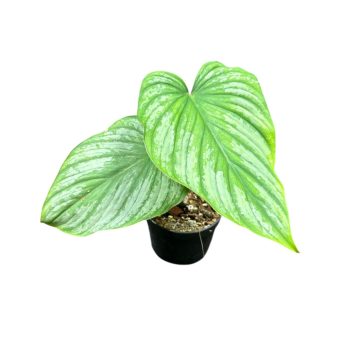 Philodendron mamei 'Silver' (Inplanted)