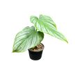 Philodendron mamei 'Silver' (Inplanted)