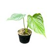 Philodendron mamei 'Silver' (Inplanted)