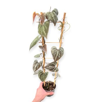 Dioscorea discolor (Grower's Select)