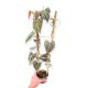 Dioscorea discolor (Grower's Select)