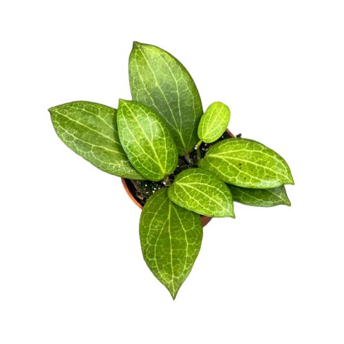 Hoya fitchii (mini)