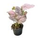 Syngonium podophyllum 'Milk Confetti Pink Sport' (Inplanted)