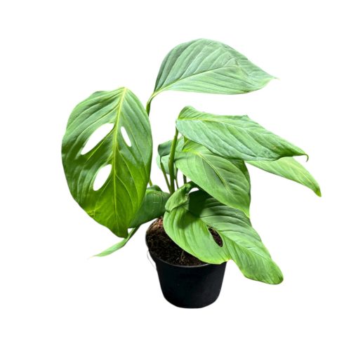 Monstera xantospatha