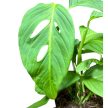 Monstera xantospatha