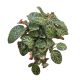 Episcia cupreata 'Tiger Stripe'