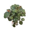 Episcia cupreata 'Tiger Stripe'