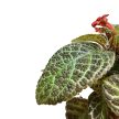 Episcia cupreata 'Tiger Stripe'